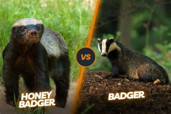 Badgers: The Fascinating Creatures You Need to Know About