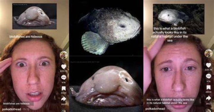 Blobfish: The Ocean's Ugliest Creature That Steals Our Hearts