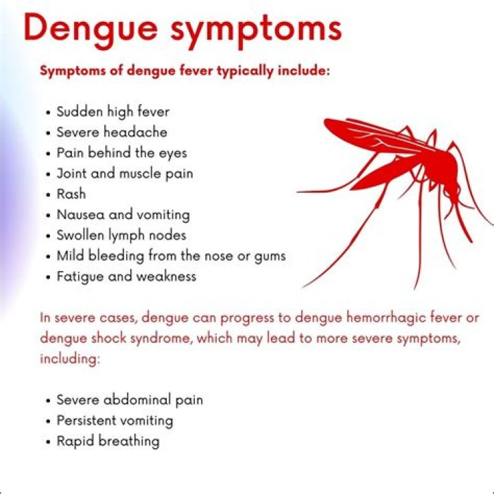 Dengue Fever: What You Need to Know About This Silent Epidemic