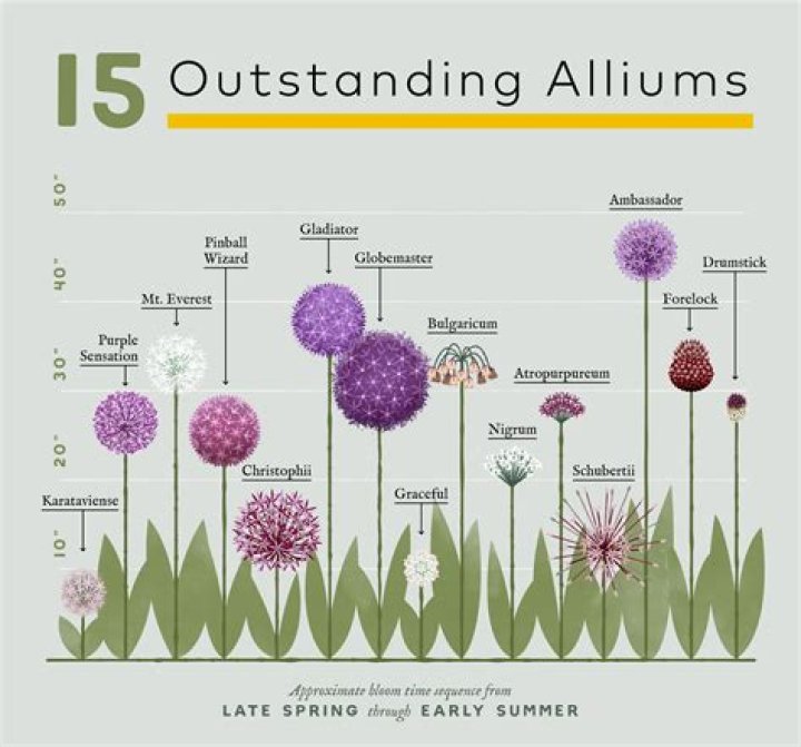 Discovering the Charm of Allium West Linn: A Blooming Adventure