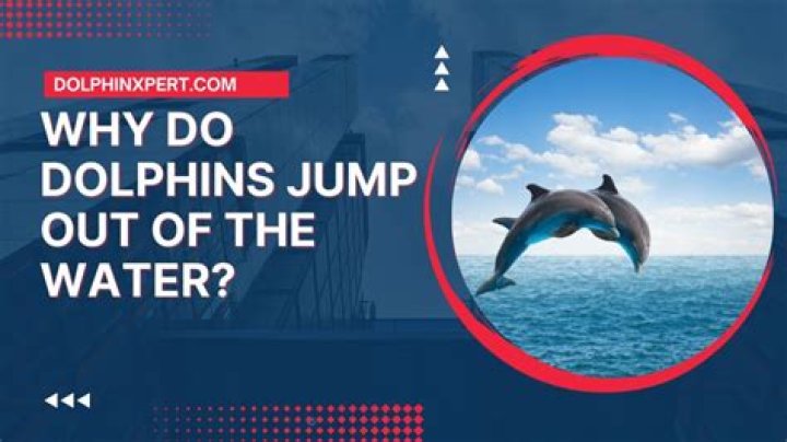Dolphins Founded: The Fascinating Story You Need to Know