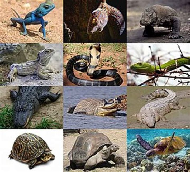 Exploring the Intriguing World of Preggophilias: A Deep Dive