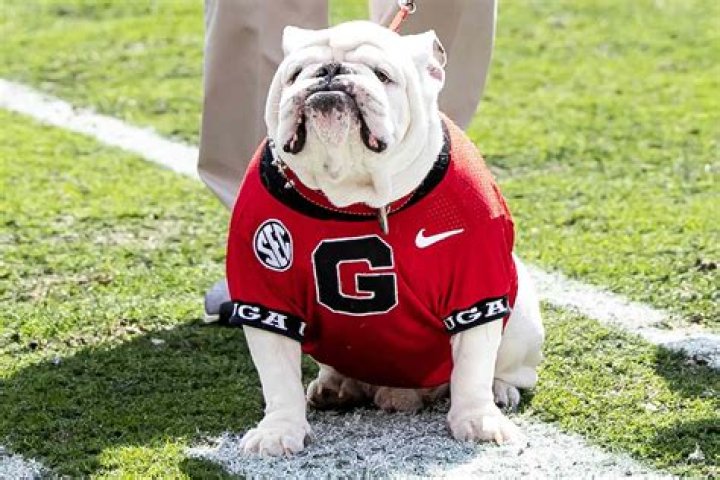 Georgia Bulldogs: The Ultimate Guide to the Roaring Red and Black