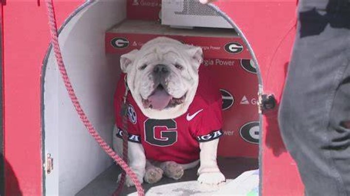 Gonzaga Famous Alumni: A Look at the Bulldogs Who Made It Big
