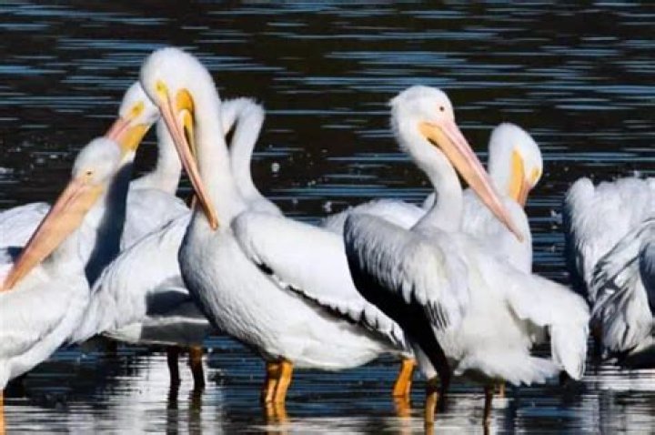 Pelicans: The Majestic Birds That Rule the Skies and Waters