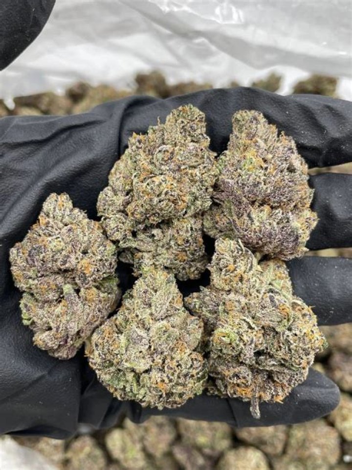 Purple Fun Dip Strain: The Ultimate Guide to This Vibrant Cannabis Sensation