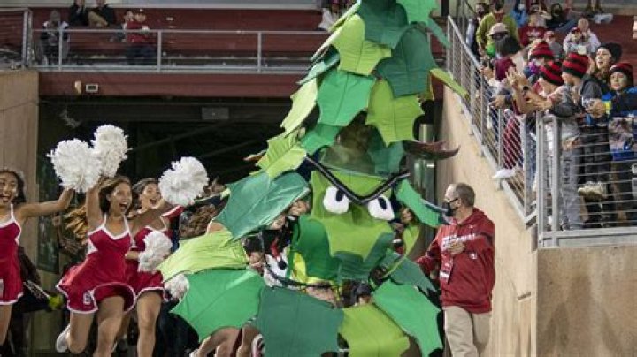 Unleashing the Spirit of Stanford: The Iconic Stanford Tree Mascot