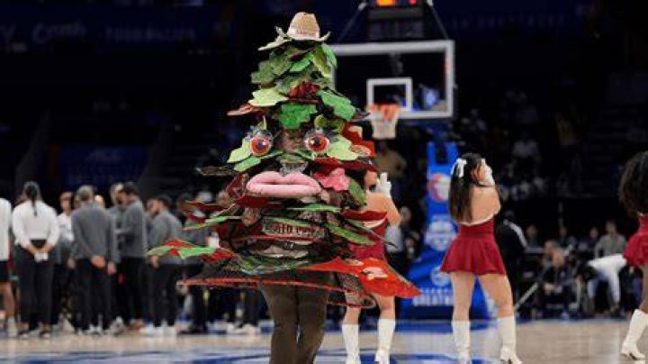 Unveiling the Iconic Stanford University Mascot: The Story Behind the Tree