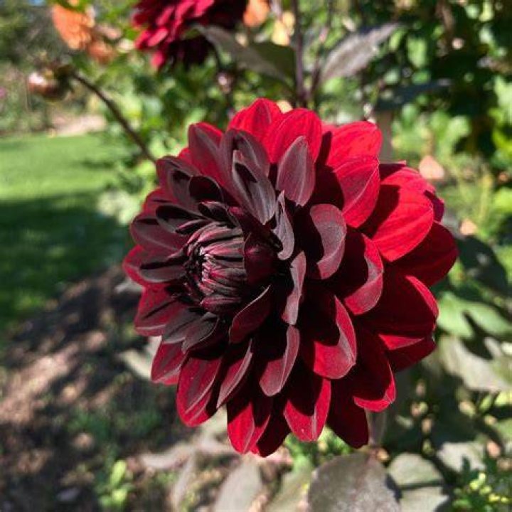 Unveiling the Mystery: Images of the Black Dahlia