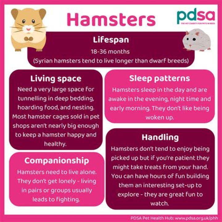Unveiling the World of X Hamsters: The Ultimate Guide for Enthusiasts