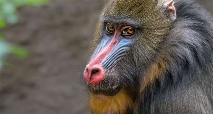 What is Rafiki? Unpacking the Meaning Behind the Iconic Name