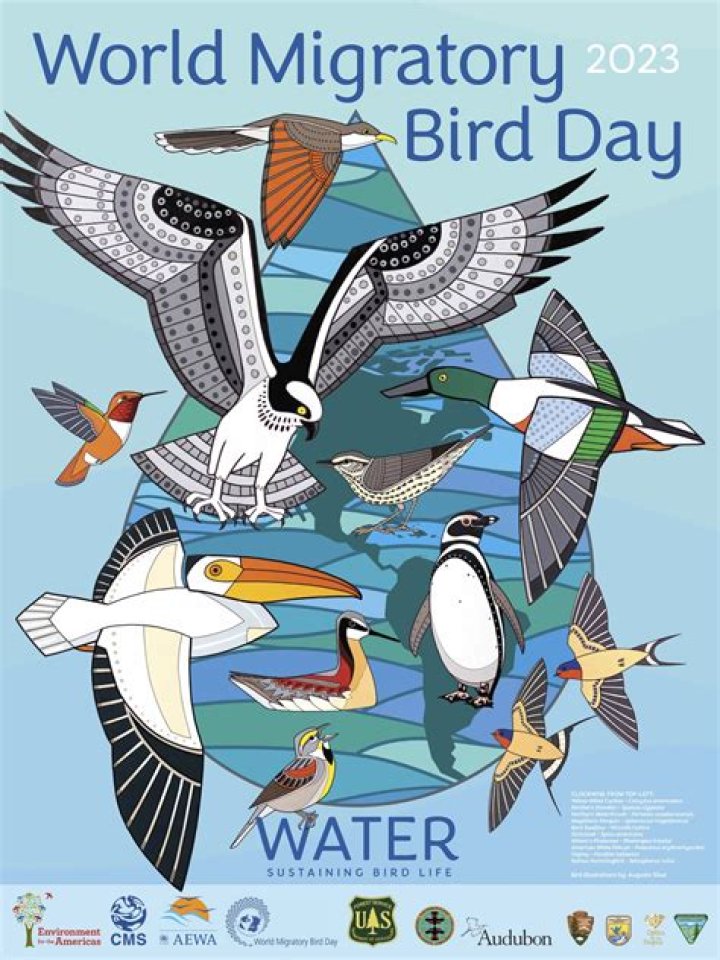 What&rsquo;s WMBD All About? Unlocking the Mystery Behind World Migratory Bird Day