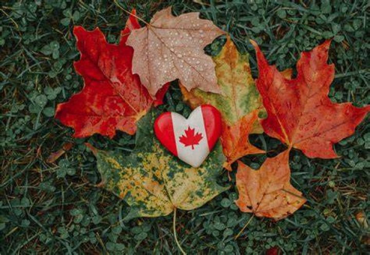 Why Maple Leafs Are More Than Just Canadian Symbols
