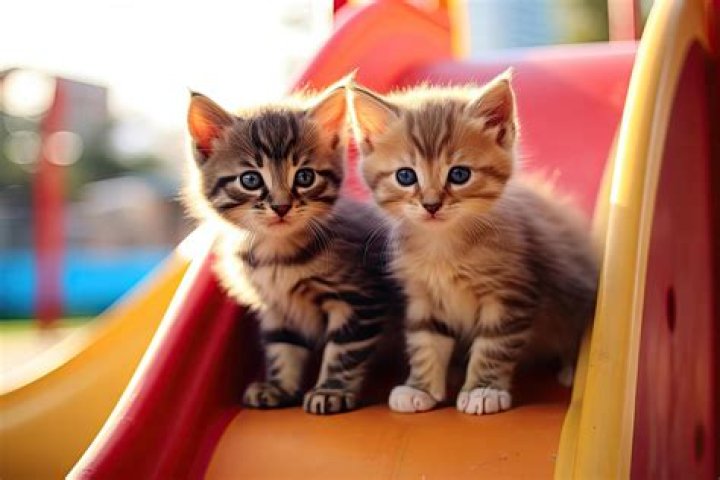 Why the Zebra Cat Zebra Yellow Kitten is Taking the Pet World by Storm